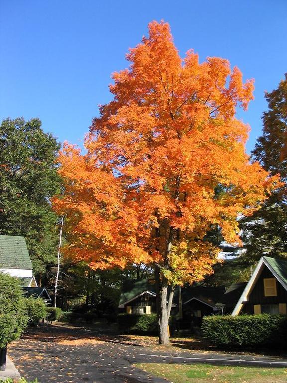Amber Lantern Two-Bedroom Cottage Lake George Rom bilde
